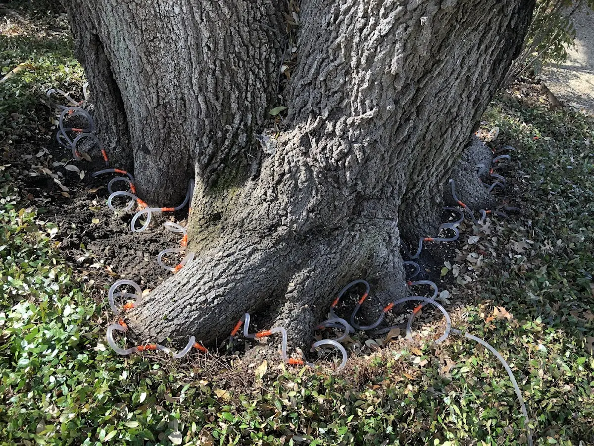 Detailed Tree Cabling and Bracing job site in Shippensburg