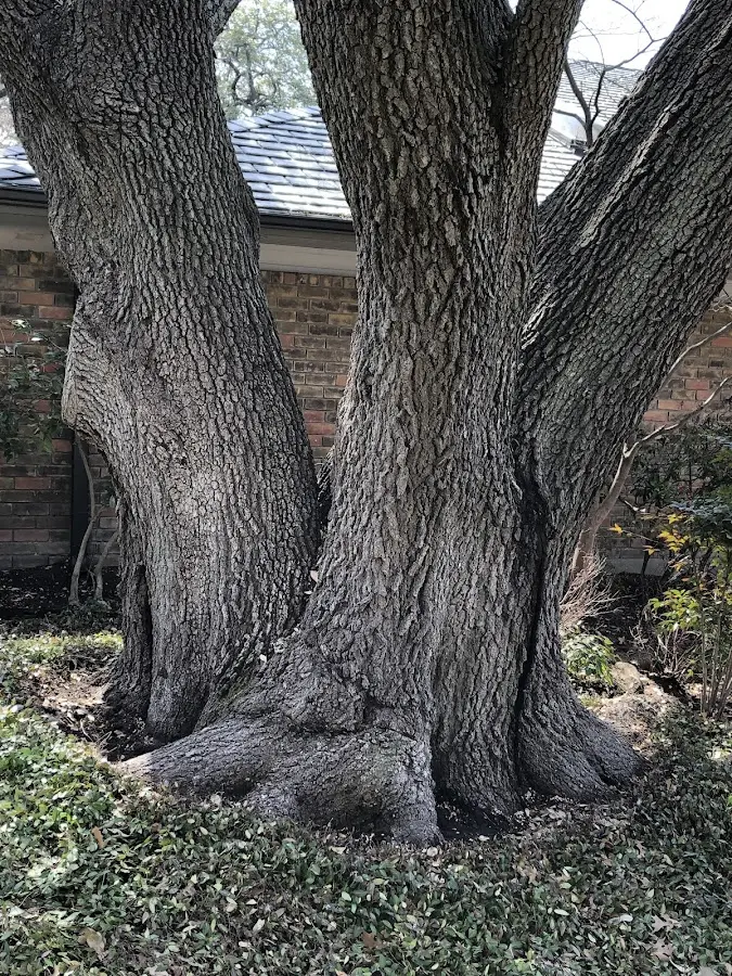 Mature heritage tree close to a Shippensburg property cared for by certified arborists